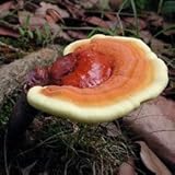 Reishi Mushroom Mycelium Plug Spawn - 100 Count - Grow Medicinal Fungi On Trees & Logs