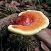 Reishi Mushroom Mycelium Plug Spawn - 100 Count - Grow Medicinal Fungi On Trees & Logs