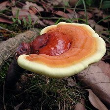 Reishi Mushroom Mycelium Plug Spawn - 100 Count - Grow Medicinal Fungi On Trees & Logs Reishi Mushroom Mycelium Plug Spawn - 100 Count - Grow Medicinal Fungi On Trees & Logs