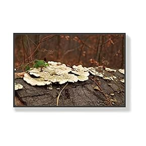Canvas Wall Art for Living Room, Bedroom Mushroom Framed Canvas Prints for Home Decoration Ready to Hang - 16x24 inches