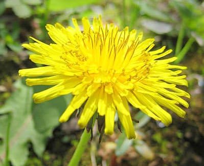 قیمت و خرید دانه های قاصدک - وحشی - 50 دانه - ارگانیک - کالاهای گلاسگو برند  Glasgow's Goods | مالتینا