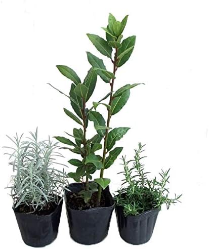 Amazon Co Jp ハーブの虫よけポプリ用3種セット ローズマリー 月桂樹 ラベンダー ホーム キッチン