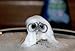 Disney Thinkway Toys Wall-e 6cm Action Figure Loose X 1pc(dirty Edition)