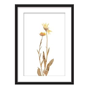 Framed Wall Art - Dried Plant Specimen - Giclee Printed Art in Black Picture Frames White Matting - 23x31 inches