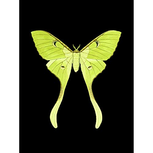 Wee Blue Coo Green Luna Moth Art Print Canvas Premium Wall Decor Poster
