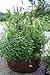 Root Pouch BEST (7 GALLON) (10 Pack) Best Aeration Fabric Garden Pot Grow Bag. Grow Bigger Healthier Tomatoes, Herbs Veggies.