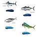 Colorata Salt Water Fish Solid Illustrated Book Real Figure Box