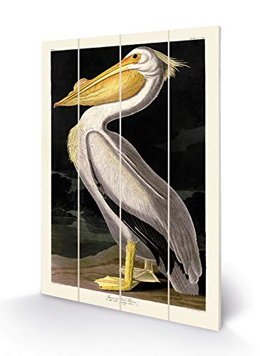 John James Audubon SW12760A Wood Print 40 x 59 cm (American White Pelic), Multi-Colour, 40 x 59 x 1.2 cm