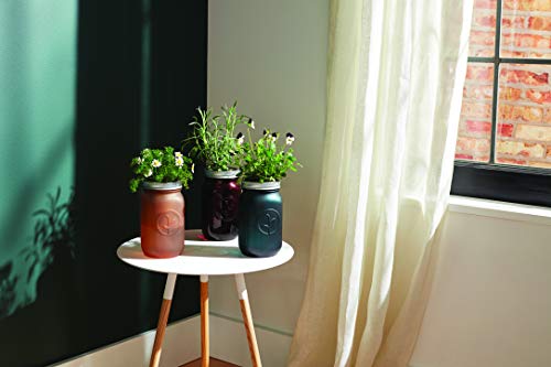 Modern Sprout Garden Jar (Cilantro) - Thumbnail 2