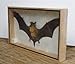 Real Hairless BAT Insect Taxidermy in Wood Box