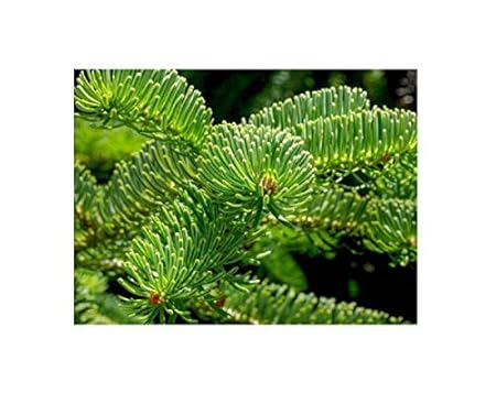 10x Abies nordmanniana Samen Nordmanntanne B1867