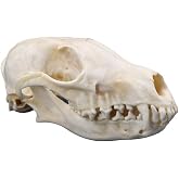 1Pcs Real Red Fox Bones Skull Fox Head Skeleton Natural Teeth Bone Specimen Gift Collection