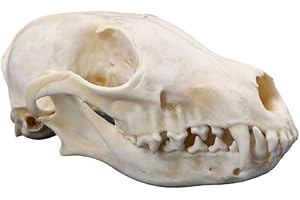 WEI-SECRET 1Pcs Real Red Fox Bones Skull Fox Head Skeleton Natural Teeth Bone Specimen Gift Collection
