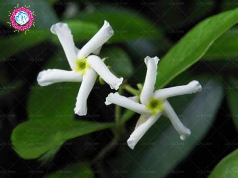 種子パッケージ 10個入り風ジャスミンシードjasmineseeds盆栽ピュアガーデンの種子アウトドア B0813fr5yb 600円