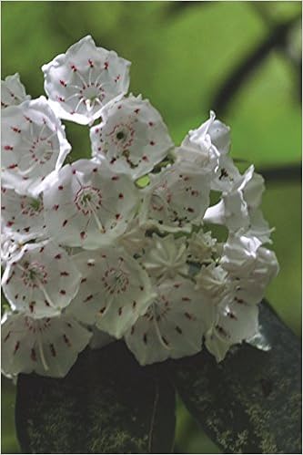 Pennsylvania State Flower Mountain Laurel Journal 150 Page Lined Notebook Diary Image Cool 9781533290212 Amazon Com Books