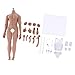 Fenteer 1/6 Scale Super Flexible Muscular Male Body Figure Assembly - Steel Skeleton - Wheat Skin