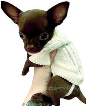 teacup chihuahua clothes amazon