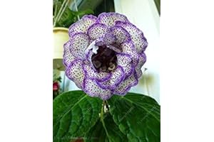 100 pcs/Bag Gloxinia Plant, Sinningia Gloxinia Seeds, Charming Flower Seeds, Perennial Plants for Home Garden Pot 13: Seeds: 
