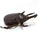 Hamee Giant Rhinoceros Beetle Plush Leather Insect Doll (11 inch)