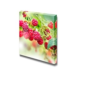 Canvas Prints Wall Art - Raspberry Growing Organic Berries Fresh Fruits | Modern Wall Decor/Home Decoration Stretched Gallery Canvas Wrap Giclee Print & Ready to Hang - 12" x 12"