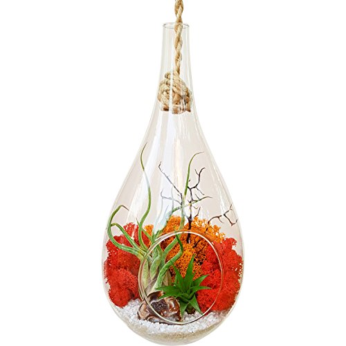 Bliss Gardens Teardrop Air Plant Terrarium Kit with Geode Half, 2 Air Plants Tillandsia / Large Hanging 13 Bliss Gardens Teardrop Air Plant Terrarium Kit with Geode Half, 2 Air Plants Tillandsia / Large Hanging 13