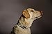 Blazin Light Up Dog Collar - The Original LED Dog Collar - USB Rechargeable - Waterproof - 1,000 Feet of Visibility - Dog Collar Light for Small, Medium, Large Dogs - USA Brand