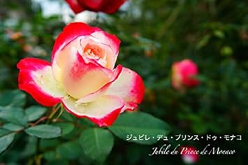 Amazon 店長おすすめ バラ苗 ジュビレデュプリンスドゥモナコ 3年生特大苗 木立バラ 四季咲き 複色 バラ 苗 薔薇 バラ苗木 花