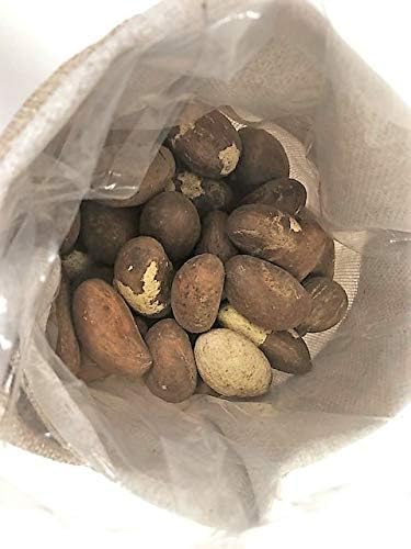 African Bitter Kola - Garcinia Kola Bagged (1)