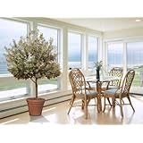 Arbequina Olive Tree - Get Olives 1st Year with Large Trees - Up to 6 ft. Tall!