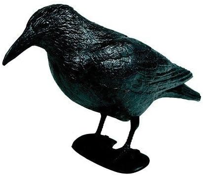 Hillfield Raven / Crow Decoy Bird Scarer, 38 cm, Black, Set of 1 - 12, 25 cm x 38 cm - Image 5