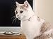 Necoichi Chirimen Cat Collar with Clover Bell (Pastel Pink)