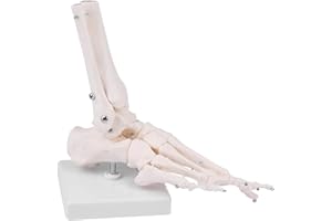 LYOU Human Foot Skeletal Model, Anatomical Model of Foot Bones with Fibula, Tibia, Tarsus, Metatarsal and Phalanges, Wire Articulation Designed to Simulate Natural Motion