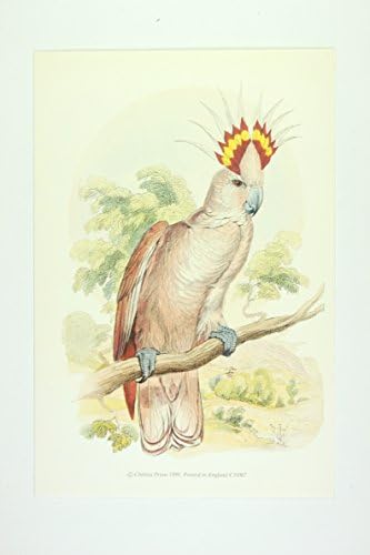 Leadbeaters Cockatoo premium Art Print of Birds (7 x 4.5 in)