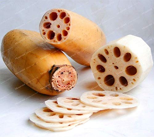 Portal Cool 5 Pcs Lotus Root Seeds Vegetable Aquatic Plants Water Lily Flower Seed Bonsai Pl