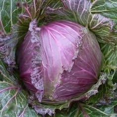 January King Cabbage (Organically Grown) 200 Seeds Upc 646263361535 + 1 Plant Marker
