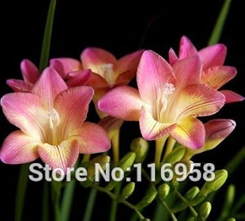 Nianyan 8 Ampoules De Chinois Célèbre Fleur Xiang Xuelan