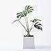 Sustee Aquameter (White, Large) - Plant Soil Moisture Sensor - Best for Potted Plants – Probe, Meter, Indicator