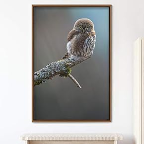 signwin Framed Canvas Wall Art Owl Birds Dramatic...