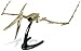 Geoworld Flying Monsters Pteranodon Skeleton Dino Dig Excavation Kit
