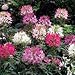 250 MIXED COLORS QUEEN CLEOME (Spider Flower) Cleome Hasslerana Flower Seeds