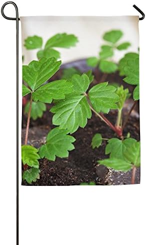 Hexu Leaves Of Strawberries Small Seedling Sprouts Family Garden House Home Demonstration Decorative Flag 1218inch