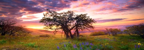 Heye Oak Tree 2000 Piece Panoramic Jigsaw Puzzle