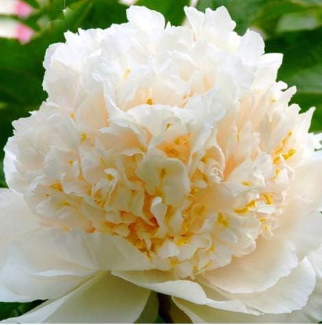 Humany flowerseeds- Rare Peony Seeds, Paeonia Flower Ornamental Peony Flowers Perennial Flower Seeds for barkon, Garden