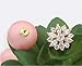 Vintage Pink Pearl Earring AAA Zirconic Stud Earrings