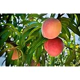 Dwarf Elberta Peach Tree