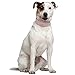 Didog Leather Padded Spiked Studded Dog Collar for Small Medium Dogs- Pink 12-15