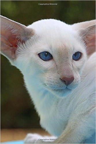 chocolate point kitten