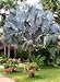 Hinterland Trading Mexican Blue Fan Palm Tree 5 Seeds Brahea Armata