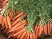 Carrot Royal Chantenay Great Heirloom Vegetable By Seed Kingdom BULK 30,000 Seeds