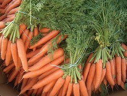 Carrot Royal Chantenay Great Heirloom Vegetable By Seed Kingdom BULK 30,000 Seeds Carrot Royal Chantenay Great Heirloom Vegetable By Seed Kingdom BULK 30,000 Seeds